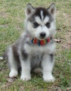 LOVELY-AKC-SIBERIAN-HUSKIES-PUPPIES-FOR-ADOPTION